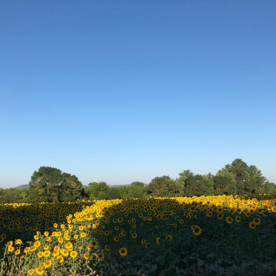 VillesiscleDomaine De La Forcate公寓 外观 照片